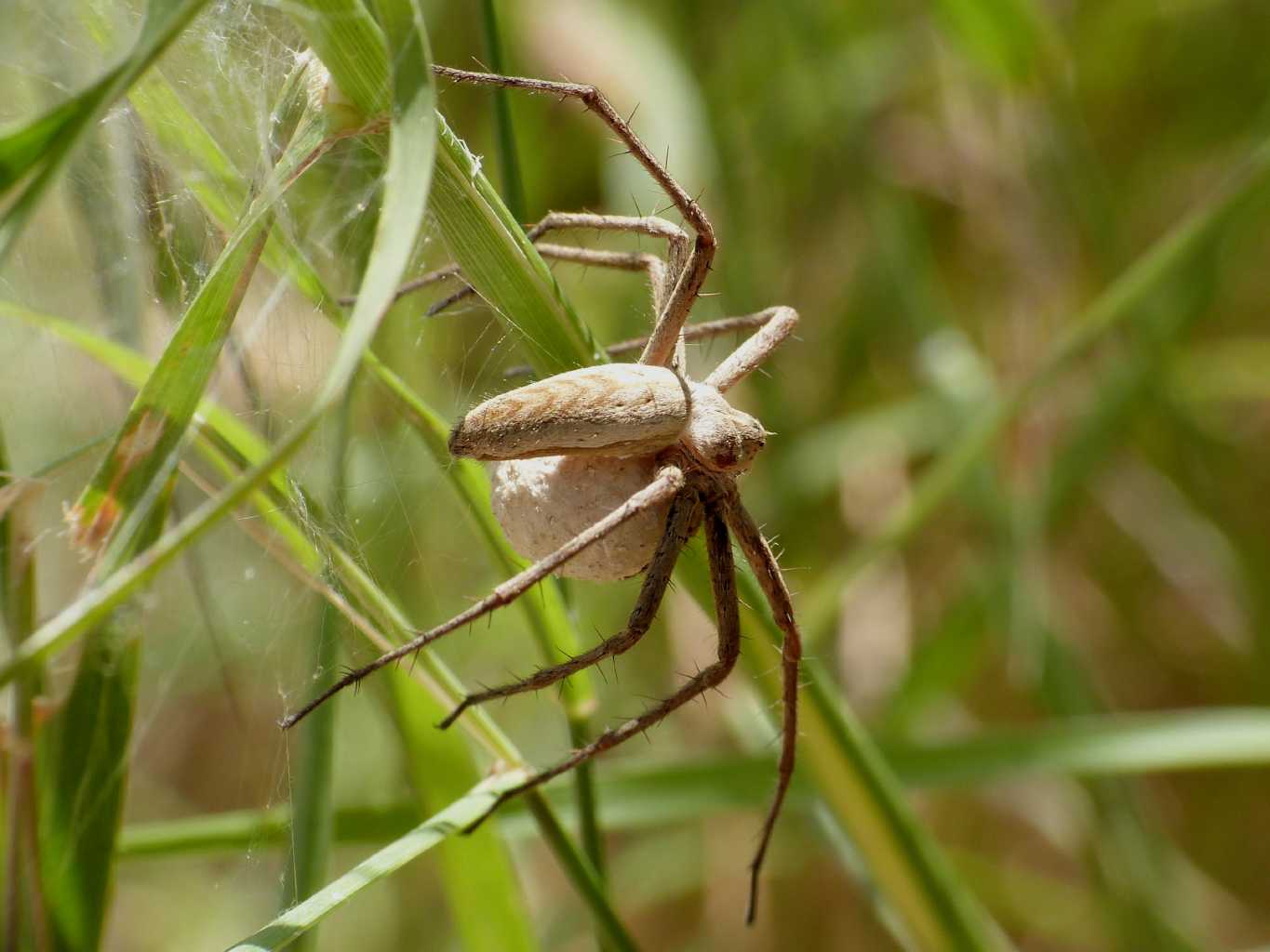 Nidi di Pisaura sp. - Tolfa (RM)